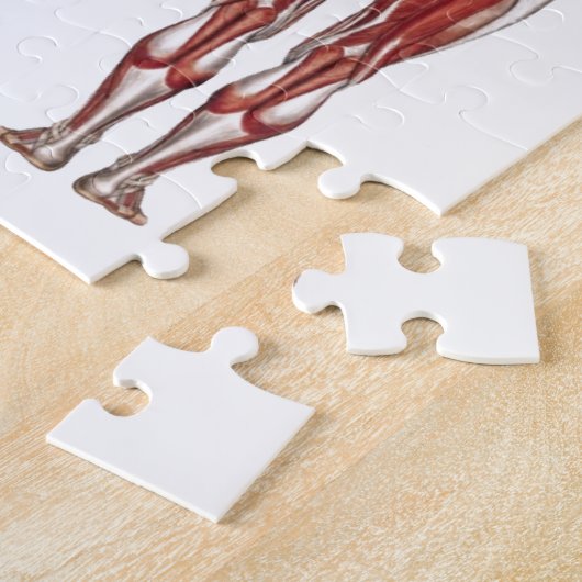 Muskulöses System, Front und Rückseite Puzzle (Seite)
