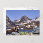 Muskus in Grönland Postkarte (Vorne/Hinten)