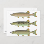 Musky Tiger muskeln und Northern Pike Vektor Postkarte (Vorne/Hinten)
