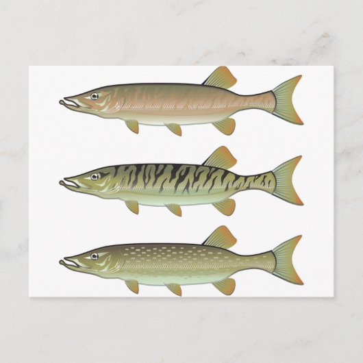 Musky Tiger muskeln und Northern Pike Vektor Postkarte (Vorderseite)
