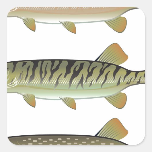 Musky Tiger muskeln und Northern Pike Vektor Quadratischer Aufkleber (Vorderseite)