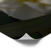 Muss ein Dream Narcissus Daffodils sein Poster (Ecke)