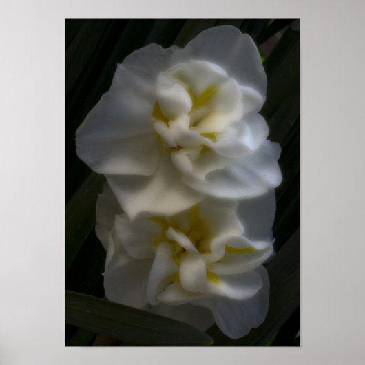 Muss ein Dream Narcissus Daffodils sein Poster (Vorne)