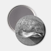 Mussel Seashell Sand Beach Magnet (Vorderseite/Rückseite)