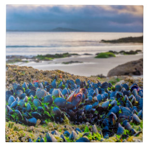 Mussels Fliese