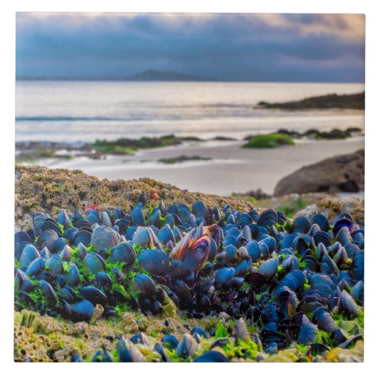 Mussels Fliese (Vorderseite)