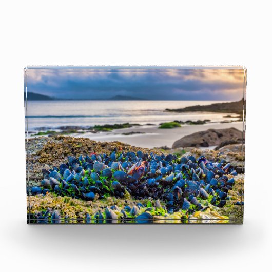 Mussels Fotoblock (Vorderseite)