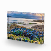 Mussels Fotoblock (Rechts)