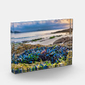 Mussels Fotoblock (Links)