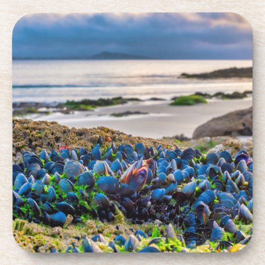 Mussels Getränkeuntersetzer (Vorderseite)