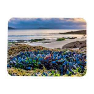 Mussels Magnet