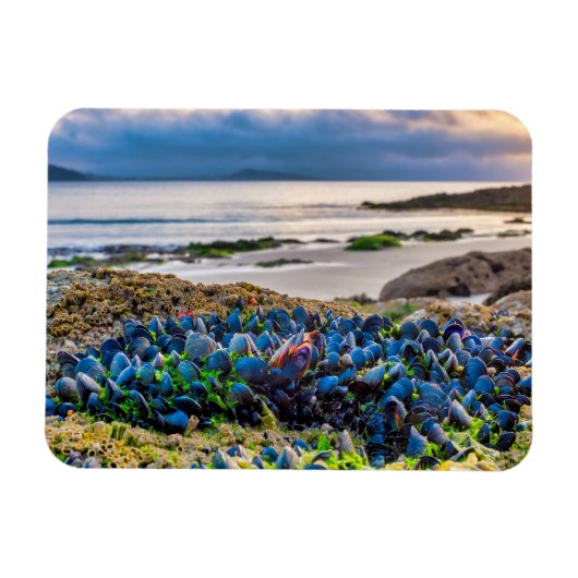 Mussels Magnet (Horizontal)