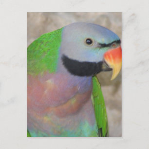 Mustached Parakeet Postkarte