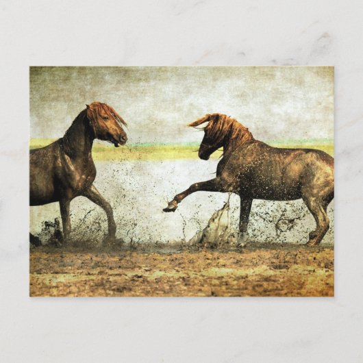 Mustang Battle Postkarte (Vorderseite)