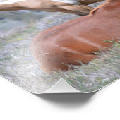 Mustang Charm 19" x 13" Pro. Foto Paper Satin (Ecke)