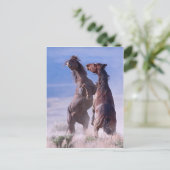 Mustang Fight 2 Postkarte (Stehend Vorderseite)