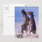 Mustang Fight 2 Postkarte (Vorne/Hinten)