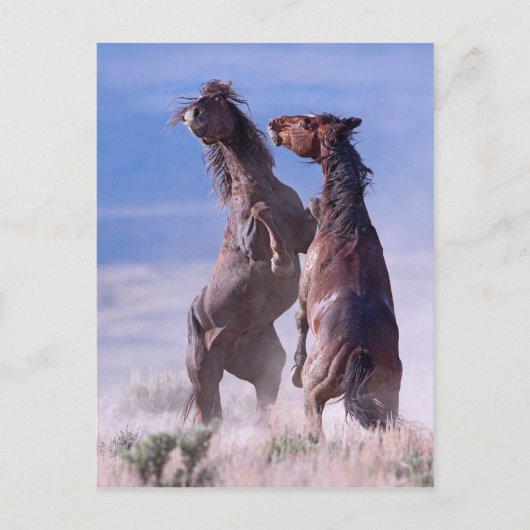 Mustang Fight 2 Postkarte (Vorderseite)