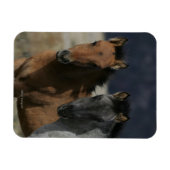 Mustang Foal Headshot Magnet (Horizontal)