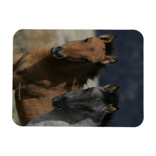 Mustang Foal Headshot Magnet (Horizontal)