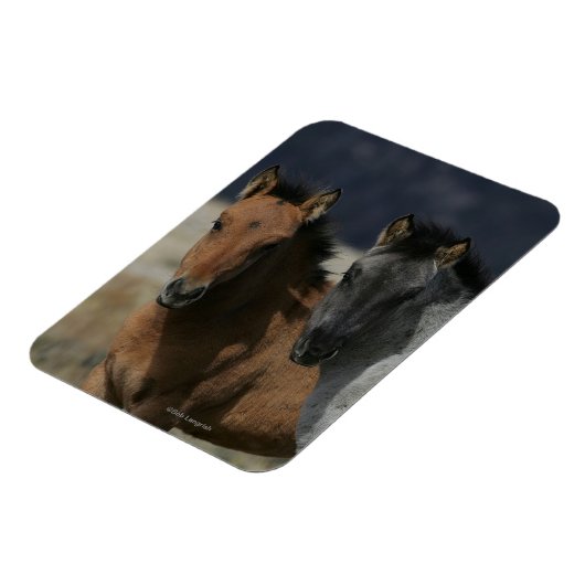 Mustang Foal Headshot Magnet (Linke Seite)