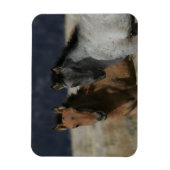 Mustang Foal Headshot Magnet (Vertikal)