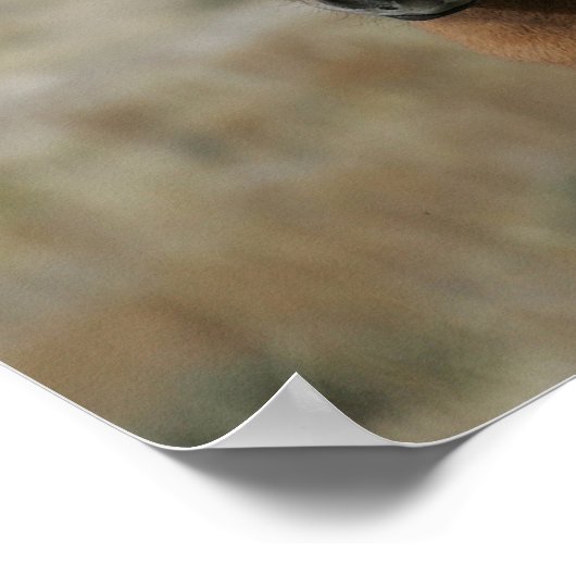 Mustang Foal Headshot Poster (Ecke)