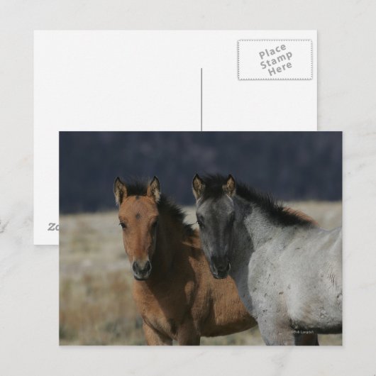 Mustang Foal Headshot Postkarte (Vorne/Hinten)