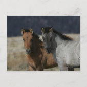 Mustang Foal Headshot Postkarte (Vorderseite)