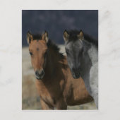 Mustang Foal Headshot Postkarte (Vorderseite)