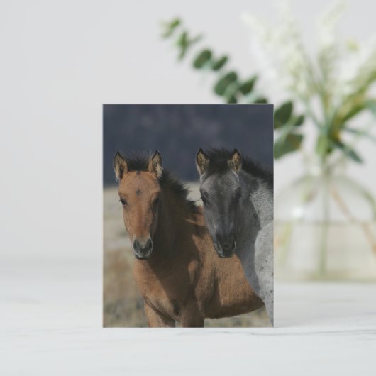 Mustang Foal Headshot Postkarte (Stehend Vorderseite)