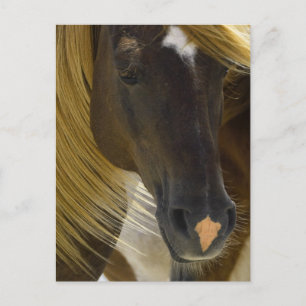 Mustang Horse Foto Postcard Postkarte