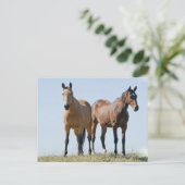 Mustang Horse Pair Postcard Postkarte (Stehend Vorderseite)