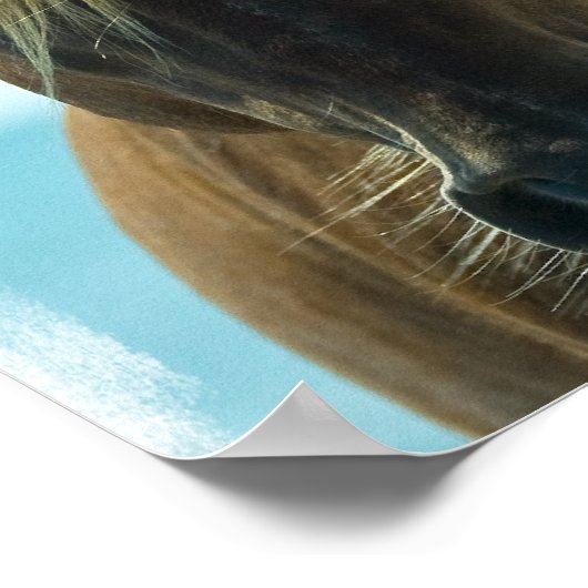 Mustang Horse Poster Print (Ecke)