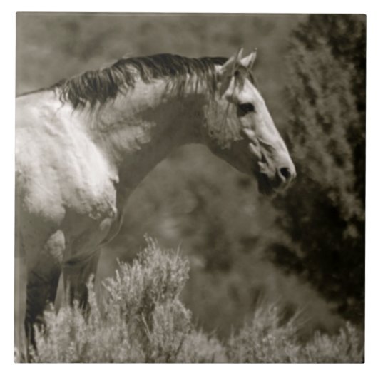 MUSTANG KERAMIK TITEL FLIESE (Vorderseite)