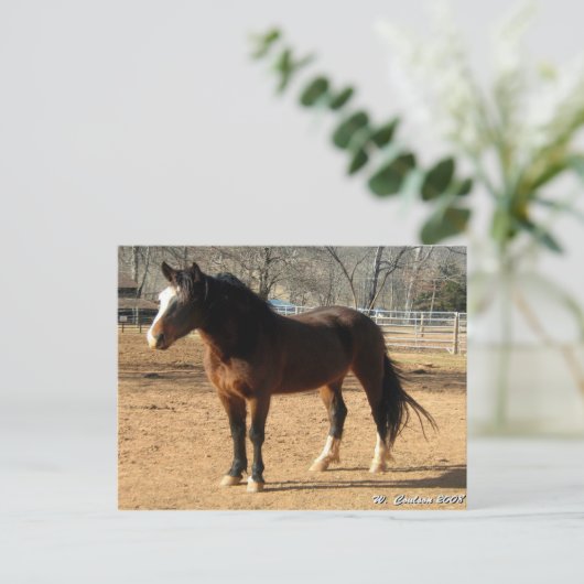 Mustang Mare Postkarte (Stehend Vorderseite)
