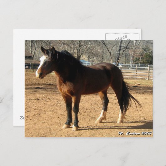 Mustang Mare Postkarte (Vorne/Hinten)