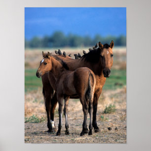 Mustang Mare und Foal Stehend mit Vögeln Poster