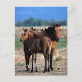 Mustang Mare und Foal Stehend mit Vögeln Postkarte (Vorderseite)