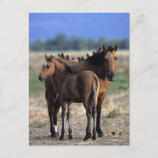 Mustang Mare und Foal Stehend mit Vögeln Postkarte (Vorderseite)