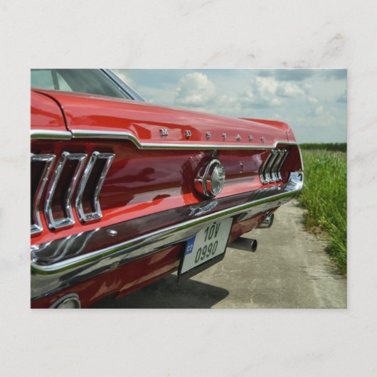 Mustang Postkarte (Vorderseite)