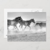 Mustang Run Postkarte (Vorne/Hinten)