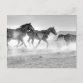 Mustang Run Postkarte (Vorderseite)