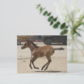 Mustang-Spirit Postcard Postkarte (Stehend Vorderseite)