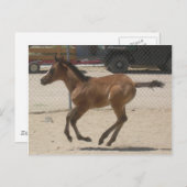 Mustang-Spirit Postcard Postkarte (Vorne/Hinten)
