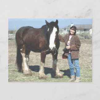 Mustang-Spirit Postcard Postkarte