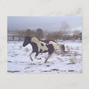Mustang-Spirit Postcard Postkarte