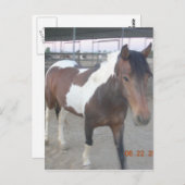 Mustang-Spirit-Postkarte Postkarte (Vorne/Hinten)