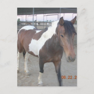 Mustang-Spirit-Postkarte Postkarte