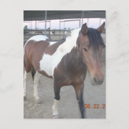 Mustang-Spirit-Postkarte Postkarte (Vorderseite)